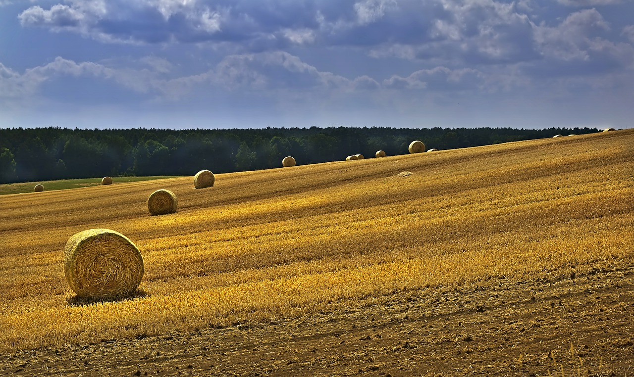 A wheat field, with straw rolls, under a blue sky